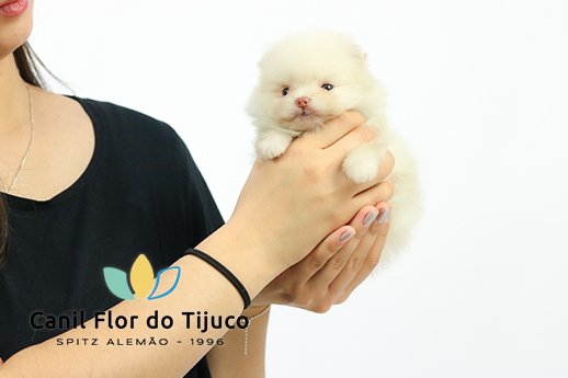 spitz alemao