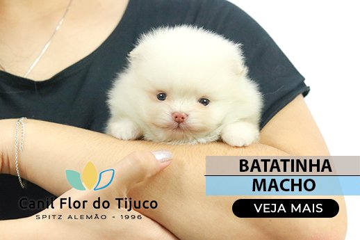 spitz alemao