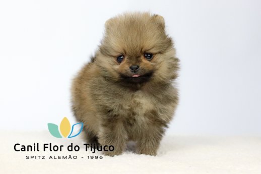 lulu da pomerania