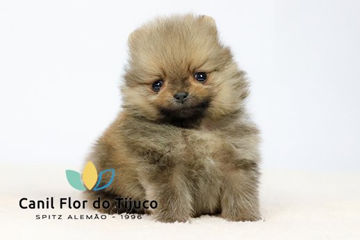 lulu da pomerania