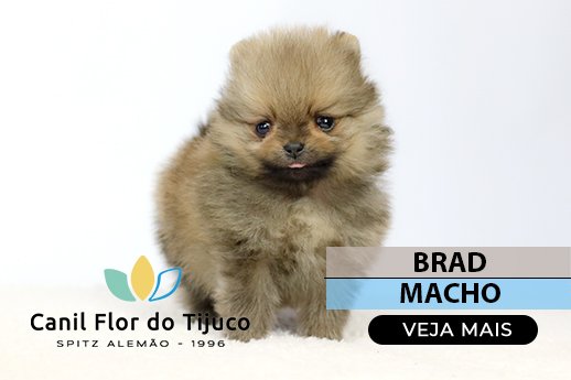 lulu da pomerania