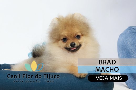 spitz alemao laranja sp