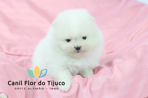 filhote spitz alemão