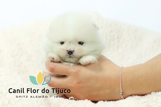 filhote spitz alemão