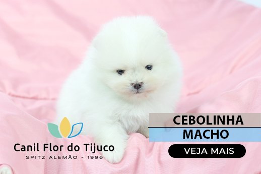 filhote spitz alemão