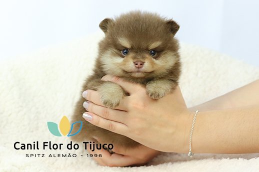 filhote de spitz alemão chocolate