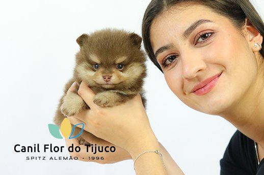 filhote de spitz alemão chocolate