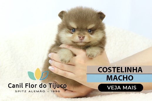 filhote de spitz alemão chocolate