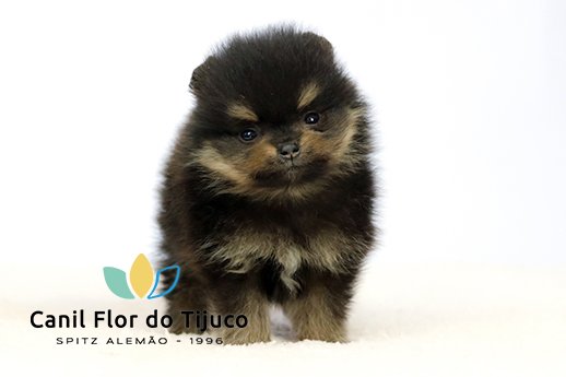lulu da pomerania black and tan