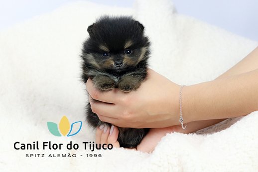 lulu da pomerania black and tan