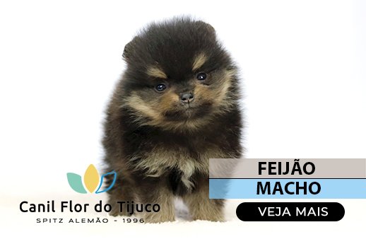 lulu da pomerania black and tan