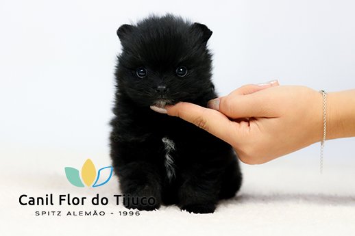 lulu da pomerania preto