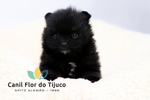 lulu da pomerania preto