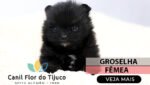 lulu da pomerania preto