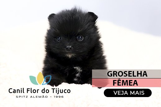lulu da pomerania preto