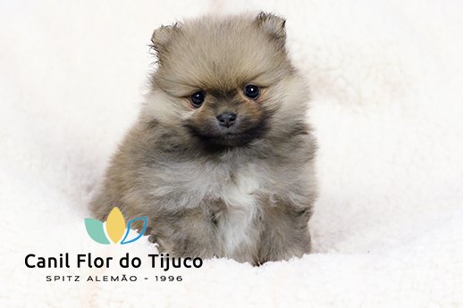 lulu da pomerania