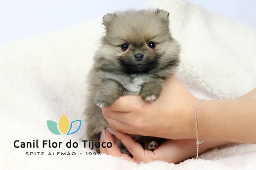 lulu da pomerania