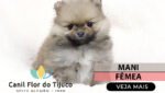 lulu da pomerania