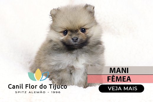 lulu da pomerania