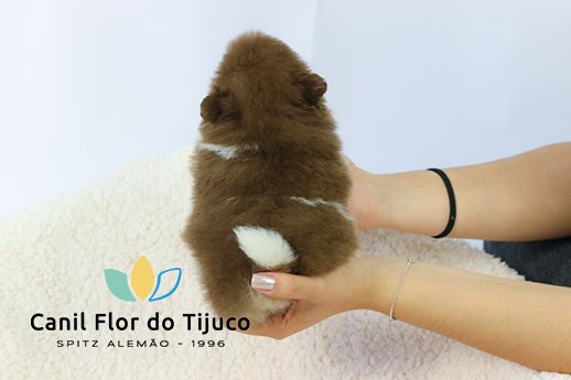 lulu da pomerania particolor