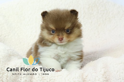 lulu da pomerania particolor