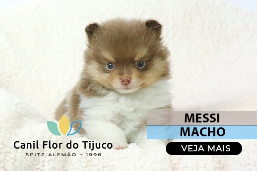 lulu da pomerania particolor