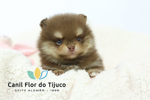 spitz alemão chocolate
