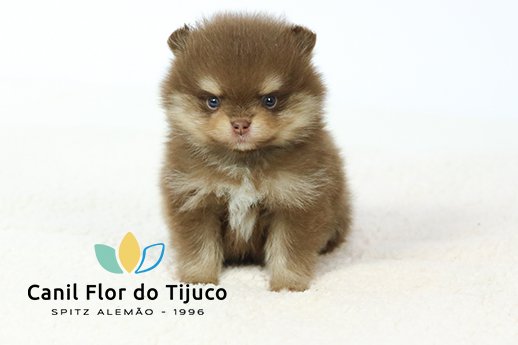 spitz alemão chocolate