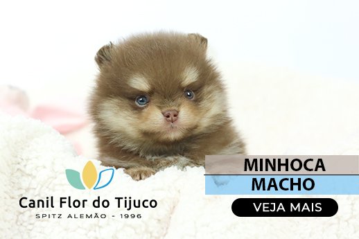 spitz alemão chocolate