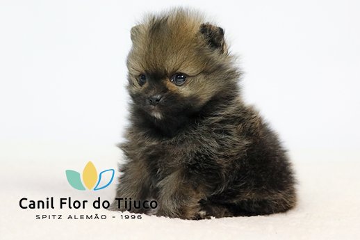 spitz alemão