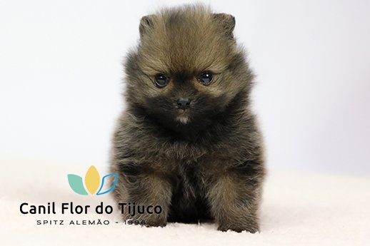 spitz alemão