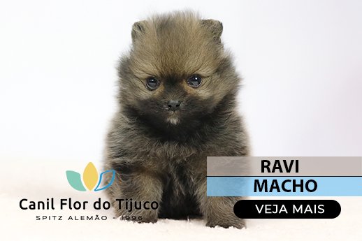 spitz alemão