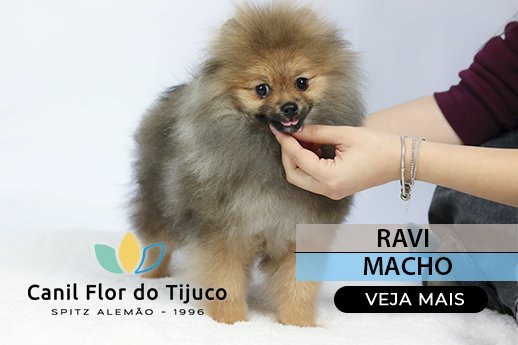 filhote de spitz alemão laranja
