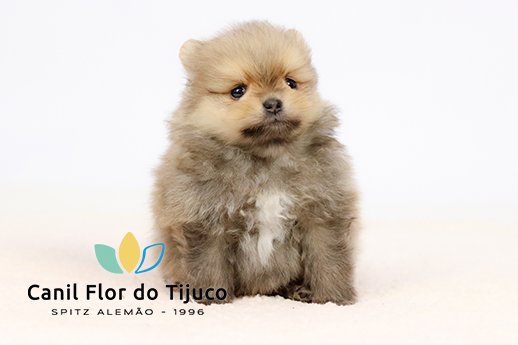 lulu da pomerania