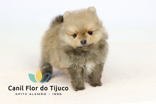 lulu da pomerania
