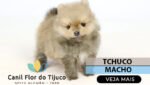 lulu da pomerania