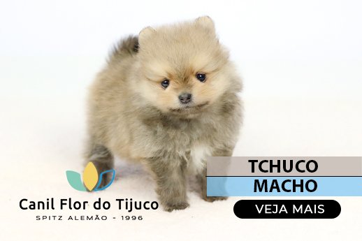 lulu da pomerania