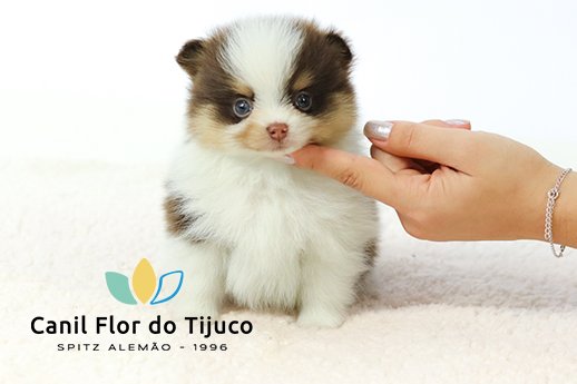 lulu da pomerania tricolor