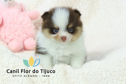 lulu da pomerania tricolor