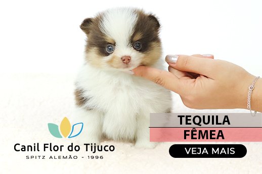 lulu da pomerania tricolor