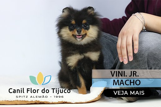 spitz alemão blacktan