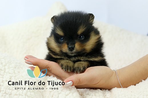 spitz alemão black and tan