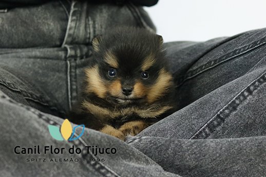 spitz alemão black and tan