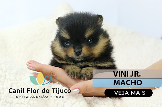spitz alemão black and tan