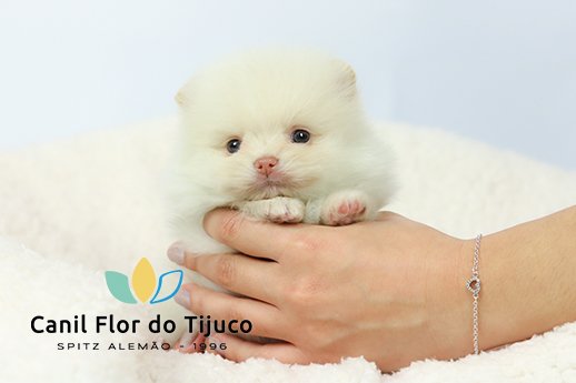 lulu da pomerania