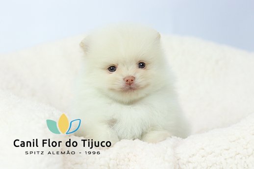 lulu da pomerania