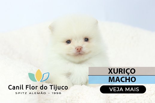 lulu da pomerania