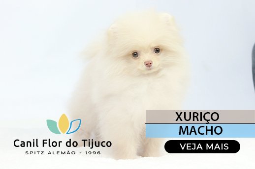 filhote de lulu da pomerania sp