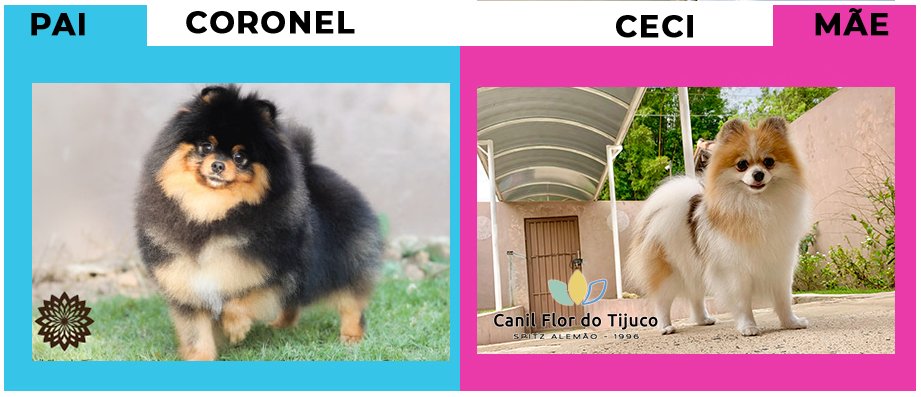 CeciXCoronel
