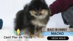 filhote de spitz alemão sp